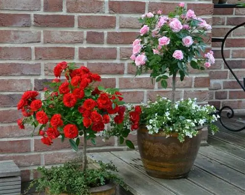 Plant rose in die pot: Pragtige kombinasies & wenke