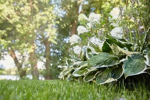 Pagtatanim ng panicle hydrangea: Magagandang mga kasosyo at tip sa halaman