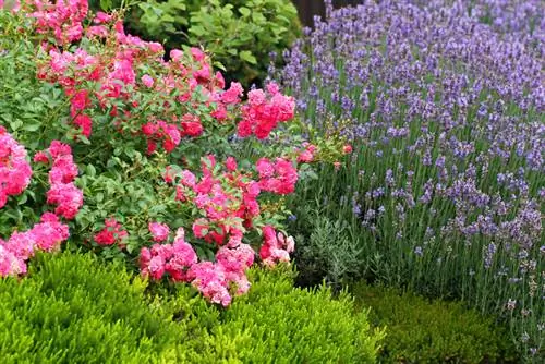 Rozen planten: geschikte planten en handige tips