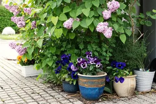 Buddleia underplanter