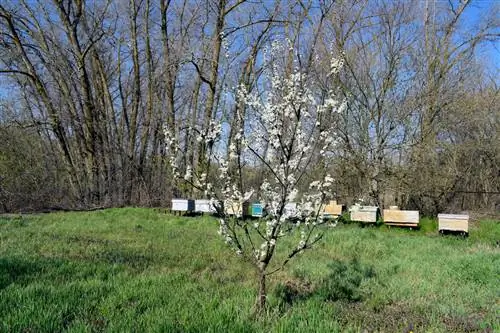 Plantning af blommetræer: passende planter og spidser