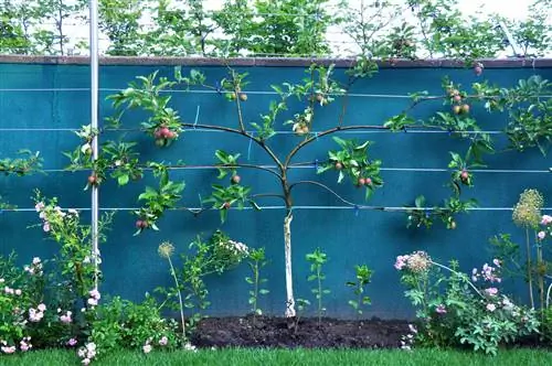 Plantez des fruits en forme de colonne sous la plante – cela a un effet