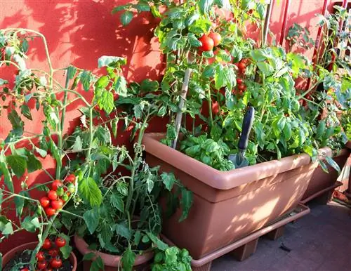 Plantas de tomate na panela