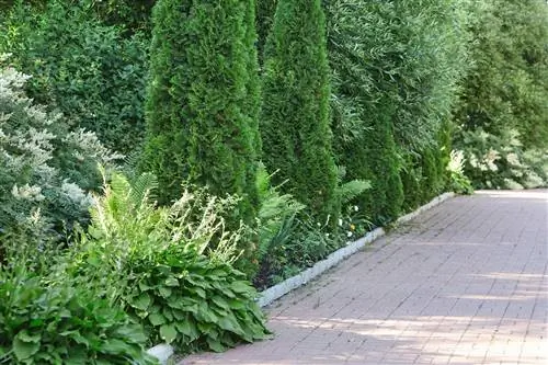 thuja underplants