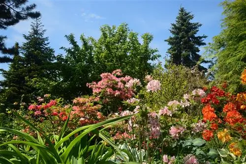 Plant dennenbomen harmonieus: vaste planten, grassen en meer