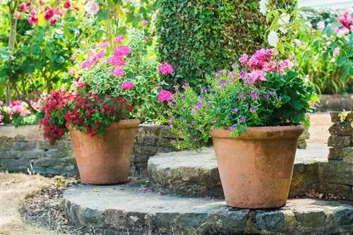 Onderbeplanting voor potplanten: vaste planten, grassen, etc