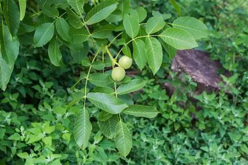 okkerneutboom onderplante