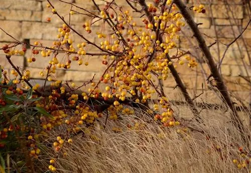 prydnadsäpple underplantor