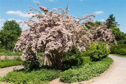 Weigela underplanter