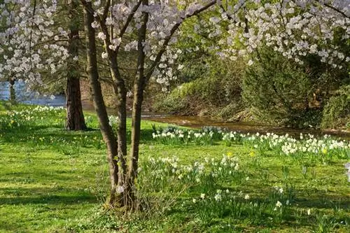 Plant onder een sierkers: bodembedekkers, vaste planten, etc