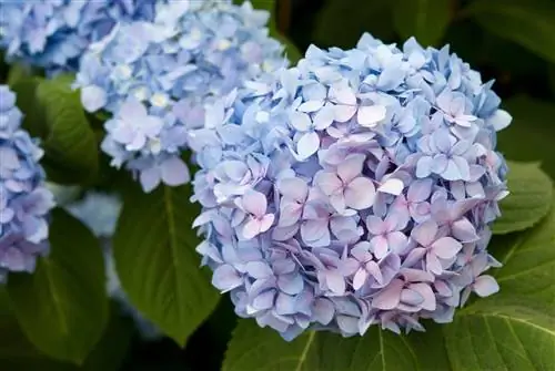 hydrangea-үүрд-мөн-мөнх-эсвэл-эцэс төгсгөлгүй-зун