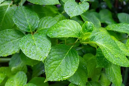 hydrangea paus rot