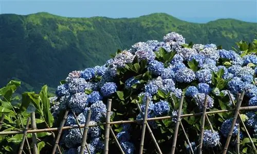 Hortensia's planten op de helling