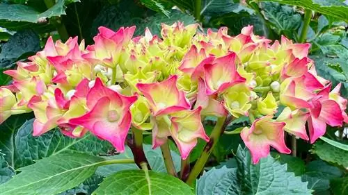 hydrangea dua warna