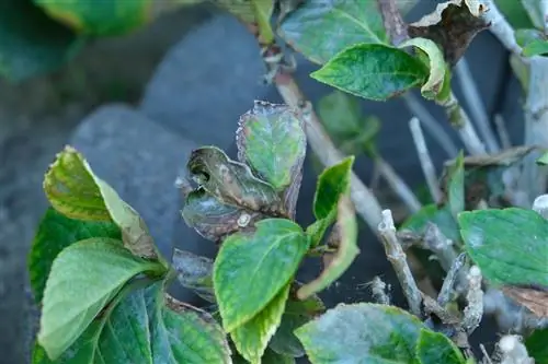 ак чети менен Hydrangea жалбырактары