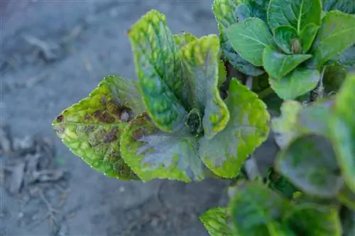 hydrangea leaves turn white