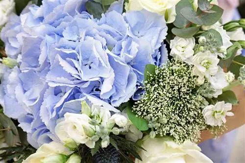 Arranging hydrangeas