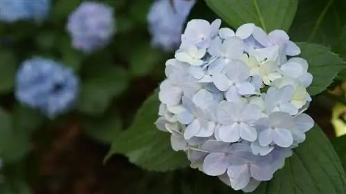 väri hortensia valkoinen