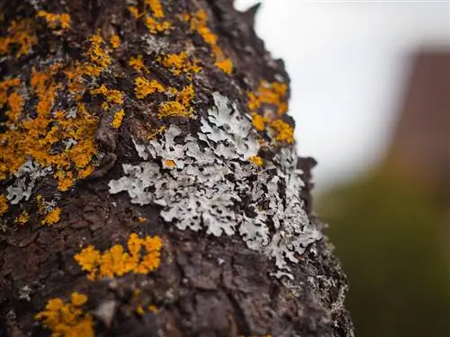 Plantes a l'escorça dels arbres: quins tipus n'hi ha?