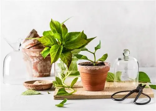 Multiplica les hortènsies: mètode de vidre d'aigua en lloc de terra per a test