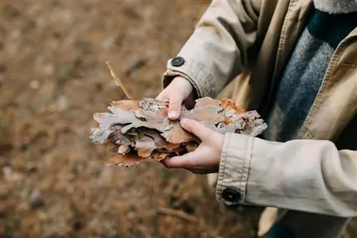 corteccia di albero morto