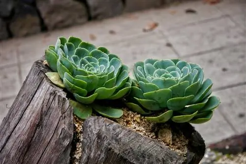 Pagtatanim ng mga succulents sa isang puno ng kahoy: mga malikhaing ideya at tip