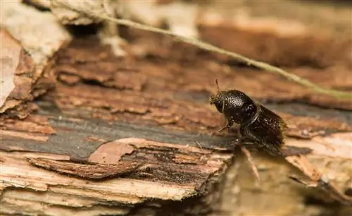 zwarte kever in de boomstam