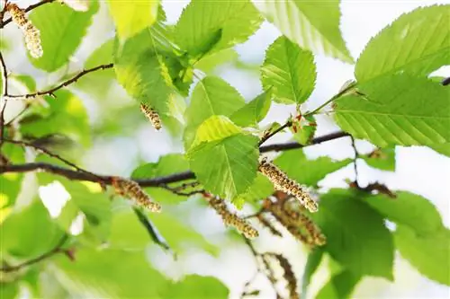 Bahaya kebingungan: Pohon mana yang mirip dengan pohon birch?