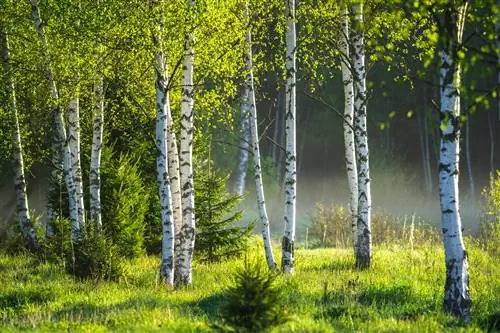 björk naturvård