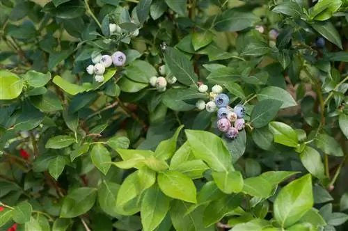 Blueberries produce lots of wild shoots