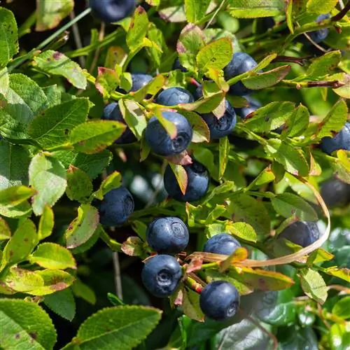 Recognize and correct nitrogen deficiency in blueberries