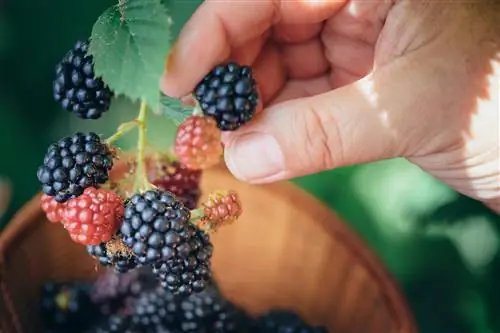 Las moras tienen un sabor amargo