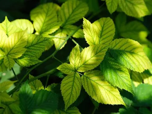 beri hitam-daun-kuning