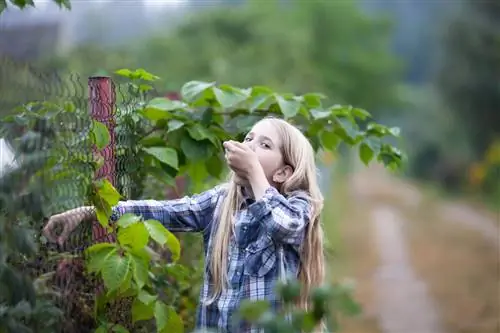 blackberries - tshuaj lom