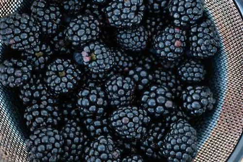 tso blackberries nyob rau hauv dej