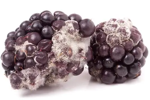 blackberry mold