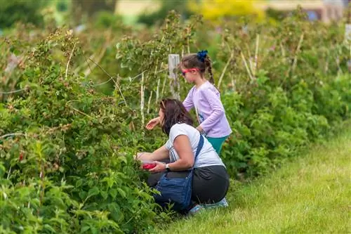 Raspberries እና blackberries አንድ ላይ መትከል