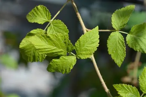 blackberry spikes