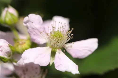 Blackberries bloom