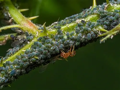 Luchando contra los piojos y las moras