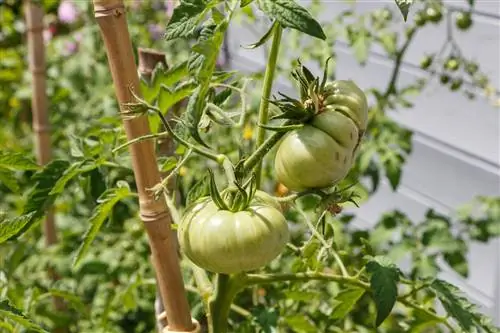 Pianta i pomodori accanto alle more