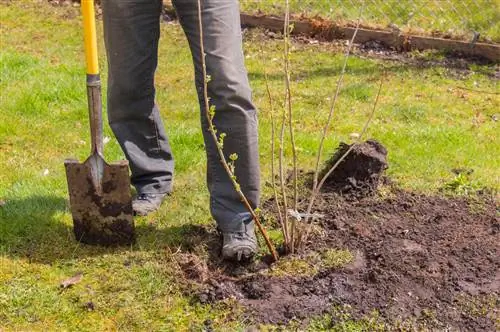 cultivating qus blackberries