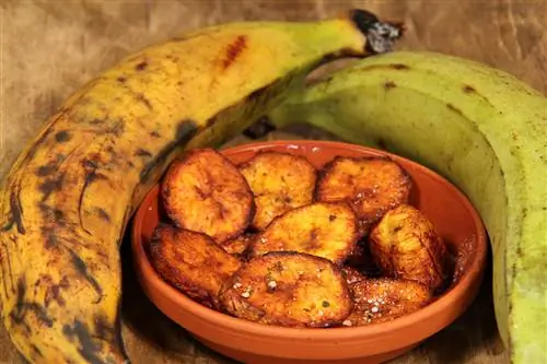 plantain farqli banan