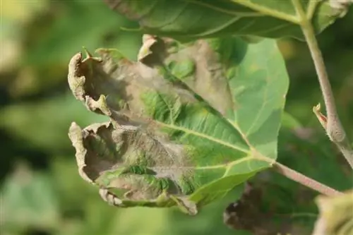 sycamore mildew