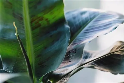 removing stains from banana plants