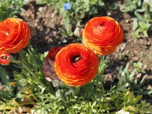 ranunculus echte meeldauw