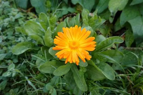 Echte meeldauw – gevaar voor goudsbloemen