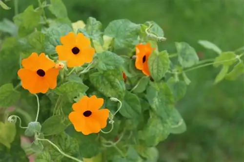 Meeldauw op Susan met de zwarte ogen