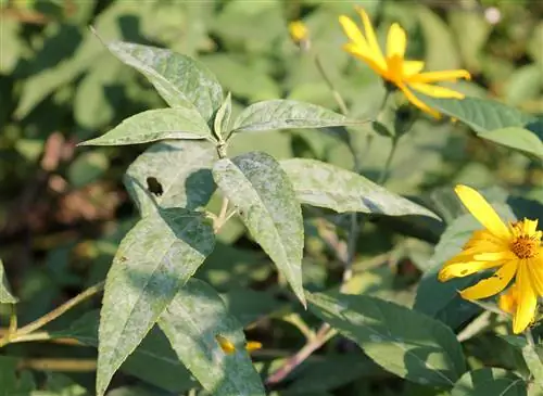 Counteract mildew on Jerusalem artichokes