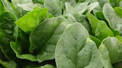 spinach mildew